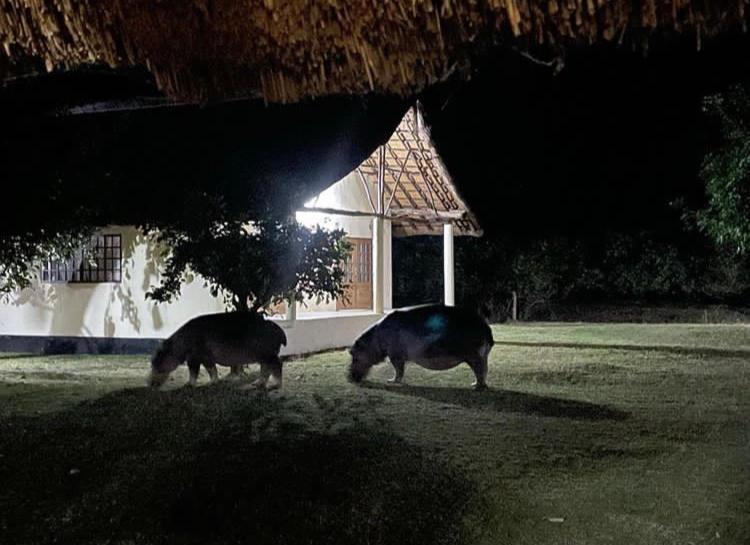 Marula Lodge Mfuwe Ngoại thất bức ảnh