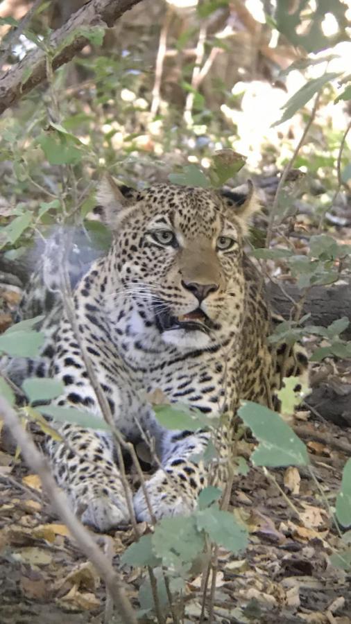 Marula Lodge Mfuwe Ngoại thất bức ảnh
